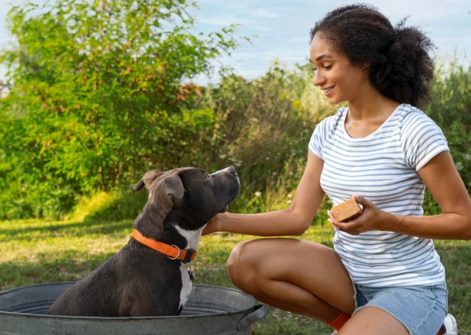 The most outstanding health benefits of CBD for dogs